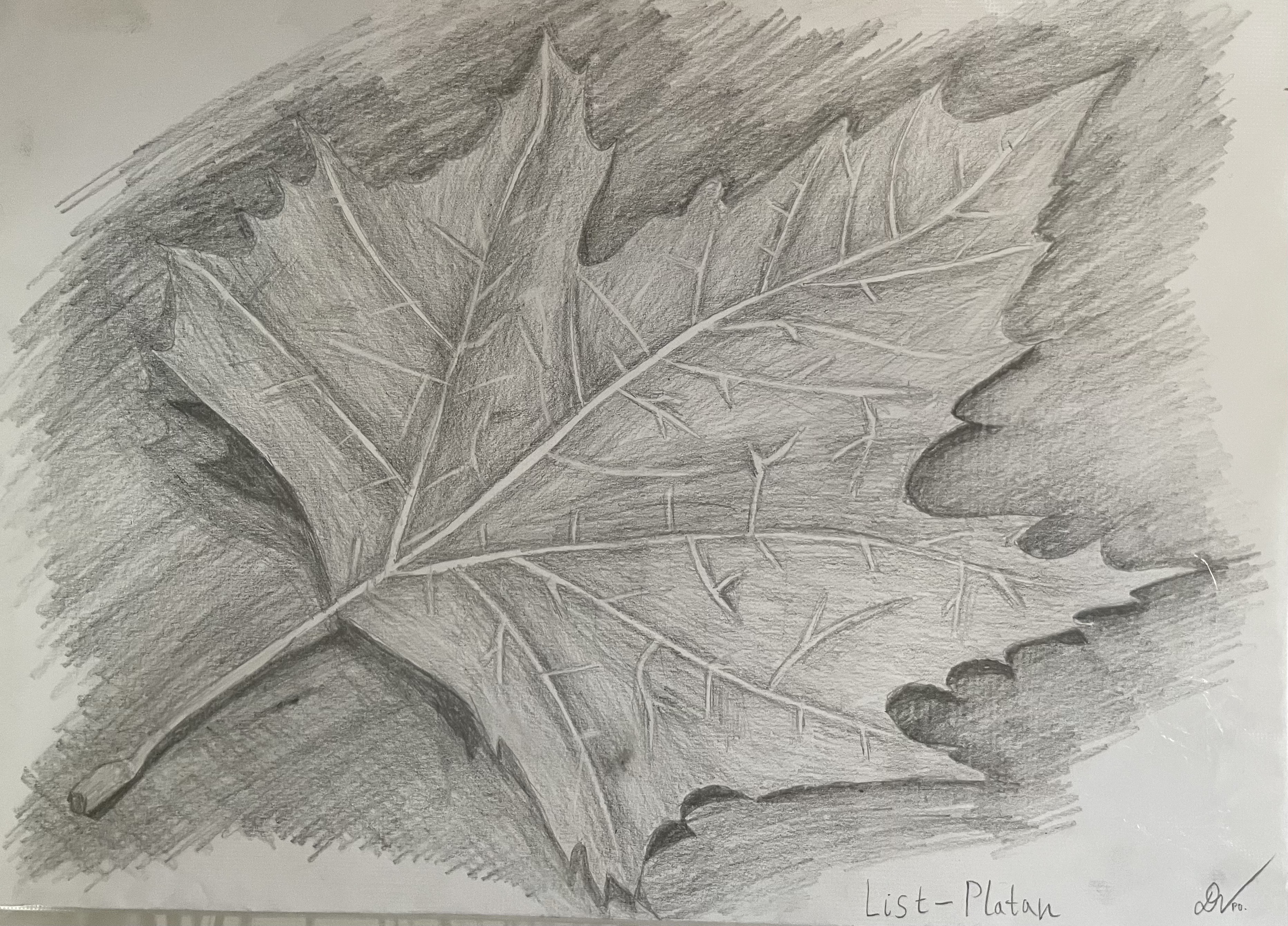 List — Platán, ceruzková štúdia